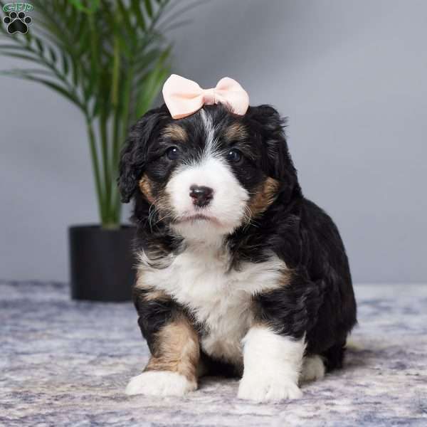 Maddie, Mini Bernedoodle Puppy